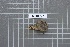  ( - BGE_00688_C01)  @11 [ ] No Rights Reserved (2024) Unspecified Ilia State University, Institute of Ecology