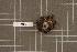  ( - BGE_00688_H02)  @11 [ ] No Rights Reserved (2024) Unspecified Ilia State University, Institute of Ecology