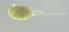  (Bryobia kissophila - BGE_00670_A02)  @11 [ ] (nrr) (2025) Ana Ananiashvili ISU