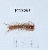  (Lithobius reconditus - BGE_00668_A10)  @11 [ ] (nrr) (2024) Ana Ananiashvili ISU