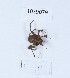  (Dicranolasmatidae - BGE_00668_C01)  @11 [ ] (nrr) (2024) Ana Ananiashvili ISU