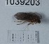  (Lithax cf. incanus - BGE_00666_E06)  @11 [ ] (nrr) (2024) Ana Ananiashvili ISU