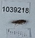  (Tinodes cf. difficilis - BGE_00666_F09)  @11 [ ] (nrr) (2024) Ana Ananiashvili ISU