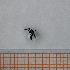 (Pentheria - VV9_1_Dip_01)  @11 [ ] CreativeCommons  Attribution Non-Commercial Share-Alike (2023) Unspecified University of Lodz