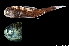  ( - WAL07-M190-15)  @11 [ ] Copyright (2018) Elodie Vourey Pacific Community