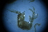  ( - Caprella_equilibra_A10_#39_Q4)  @11 [ ] CreativeCommons  Attribution Non-Commercial Share-Alike (2021) Arlie McCarthy British Antarctic Survey