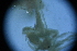  ( - Caprella_equilibra_A10_#39_Q4)  @11 [ ] CreativeCommons  Attribution Non-Commercial Share-Alike (2021) Arlie McCarthy British Antarctic Survey