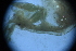  ( - Caprella_equilibra_A10_#39_Q4)  @11 [ ] CreativeCommons  Attribution Non-Commercial Share-Alike (2021) Arlie McCarthy British Antarctic Survey