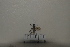  (Ammophila sickmanni - 2021BJMYKYC6)  @11 [ ] Unspecified (default): All Rights Reserved  Unspecified Unspecified