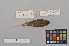 ( - NSMT-DNA3959)  @13 [ ] Copyright (2014) I. Nishiumi National Museum of Nature and Science, Tokyo