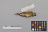  ( - NSMT-DNA4073)  @12 [ ] Copyright (2014) I. Nishiumi National Museum of Nature and Science, Tokyo