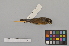 ( - NSMT-DNA4073)  @12 [ ] Copyright (2014) I. Nishiumi National Museum of Nature and Science, Tokyo