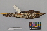  ( - NSMT-DNA4784)  @11 [ ] Copyright (2014) I. Nishiumi National Museum of Nature and Science, Tokyo