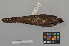  ( - NSMT-DNA4784)  @13 [ ] Copyright (2014) I. Nishiumi National Museum of Nature and Science, Tokyo