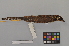  ( - NSMT-DNA4784)  @13 [ ] Copyright (2014) I. Nishiumi National Museum of Nature and Science, Tokyo