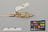 ( - NSMT-DNA3941)  @12 [ ] Copyright (2014) I. Nishiumi National Museum of Nature and Science, Tokyo