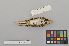  ( - NSMT-DNA6691)  @13 [ ] Copyright (2014) I. Nishiumi National Museum of Nature and Science, Tokyo