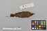  ( - NSMT-DNA6691)  @12 [ ] Copyright (2014) I. Nishiumi National Museum of Nature and Science, Tokyo
