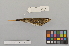  ( - NSMT-DNA6691)  @13 [ ] Copyright (2014) I. Nishiumi National Museum of Nature and Science, Tokyo