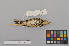  ( - NSMT-DNA6692)  @13 [ ] Copyright (2014) I. Nishiumi National Museum of Nature and Science, Tokyo