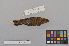  ( - NSMT-DNA6692)  @13 [ ] Copyright (2014) I. Nishiumi National Museum of Nature and Science, Tokyo