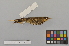  ( - NSMT-DNA6692)  @13 [ ] Copyright (2014) I. Nishiumi National Museum of Nature and Science, Tokyo