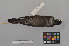  ( - NSMT-DNA7014)  @13 [ ] Copyright (2014) I. Nishiumi National Museum of Nature and Science, Tokyo