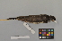  ( - NSMT-DNA7014)  @11 [ ] Copyright (2014) I. Nishiumi National Museum of Nature and Science, Tokyo