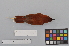  (Larvivora komadori - NSMT-DNA7501)  @14 [ ] Copyright (2014) I. Nishiumi National Museum of Nature and Science, Tokyo