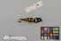  ( - NSMT-DNA7643)  @13 [ ] Copyright (2014) I. Nishiumi National Museum of Nature and Science, Tokyo