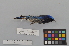  ( - NSMT-DNA7921)  @13 [ ] Copyright (2014) I. Nishiumi National Museum of Nature and Science, Tokyo