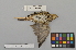  ( - NSMT-DNA8331)  @13 [ ] Copyright (2014) I. Nishiumi National Museum of Nature and Science, Tokyo