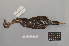  ( - NSMT-DNA7493)  @12 [ ] Copyright (2014) I. Nishiumi National Museum of Nature and Science, Tokyo
