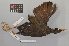  ( - NSMT-DNA7495)  @13 [ ] Copyright (2014) I. Nishiumi National Museum of Nature and Science, Tokyo