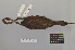  ( - NSMT-DNA8432)  @13 [ ] Copyright (2014) I. Nishiumi National Museum of Nature and Science, Tokyo