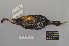  ( - NSMT-DNA8434)  @14 [ ] Copyright (2014) I. Nishiumi National Museum of Nature and Science, Tokyo