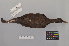  ( - NSMT-DNA8434)  @13 [ ] Copyright (2014) I. Nishiumi National Museum of Nature and Science, Tokyo