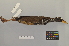  ( - NSMT-DNA8434)  @13 [ ] Copyright (2014) I. Nishiumi National Museum of Nature and Science, Tokyo