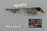  (Cyanopica cyanus - NSMT-DNA8627)  @14 [ ] Copyright (2014) I. Nishiumi National Museum of Nature and Science, Tokyo