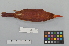  ( - NSMT-DNA8887)  @13 [ ] Copyright (2014) I. Nishiumi National Museum of Nature and Science, Tokyo
