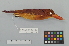  ( - NSMT-DNA8887)  @13 [ ] Copyright (2014) I. Nishiumi National Museum of Nature and Science, Tokyo