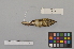  ( - NSMT-DNA8918)  @13 [ ] Copyright (2014) I. Nishiumi National Museum of Nature and Science, Tokyo