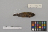  ( - NSMT-DNA8918)  @13 [ ] Copyright (2014) I. Nishiumi National Museum of Nature and Science, Tokyo