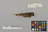  ( - NSMT-DNA8918)  @13 [ ] Copyright (2014) I. Nishiumi National Museum of Nature and Science, Tokyo