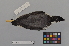  ( - NSMT-DNA8939)  @13 [ ] Copyright (2014) I. Nishiumi National Museum of Nature and Science, Tokyo