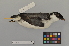  ( - NSMT-DNA8939)  @14 [ ] Copyright (2014) I. Nishiumi National Museum of Nature and Science, Tokyo