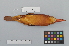  ( - NSMT-DNA9635)  @13 [ ] Copyright (2014) I. Nishiumi National Museum of Nature and Science, Tokyo