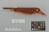  ( - NSMT-DNA9635)  @13 [ ] Copyright (2014) I. Nishiumi National Museum of Nature and Science, Tokyo