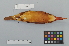  ( - NSMT-DNA9633)  @13 [ ] Copyright (2014) I. Nishiumi National Museum of Nature and Science, Tokyo