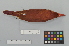  ( - NSMT-DNA9633)  @13 [ ] Copyright (2014) I. Nishiumi National Museum of Nature and Science, Tokyo